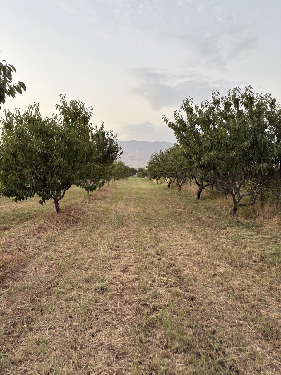 Farmland in Tajikistan