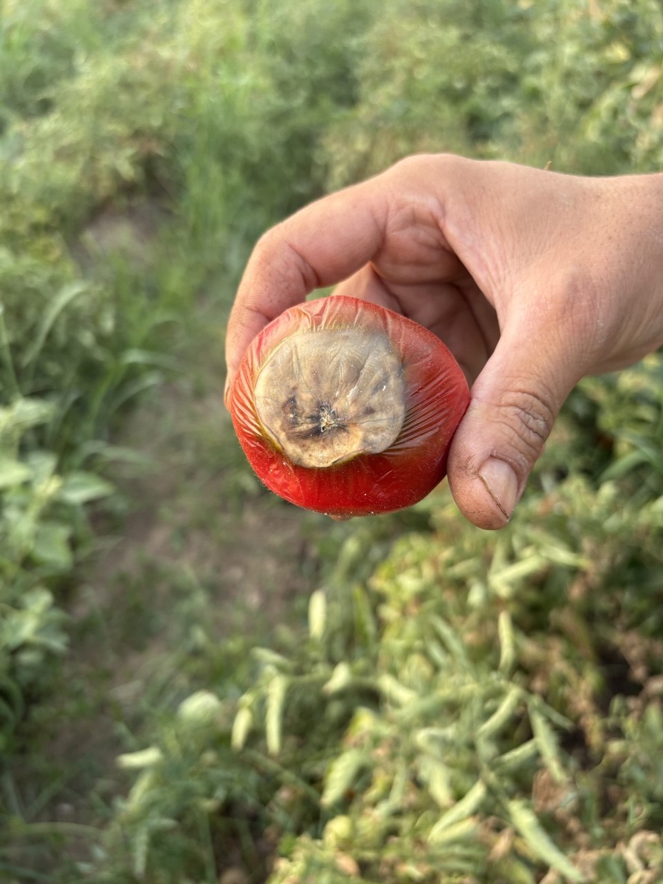 Farmland in Tajikistan